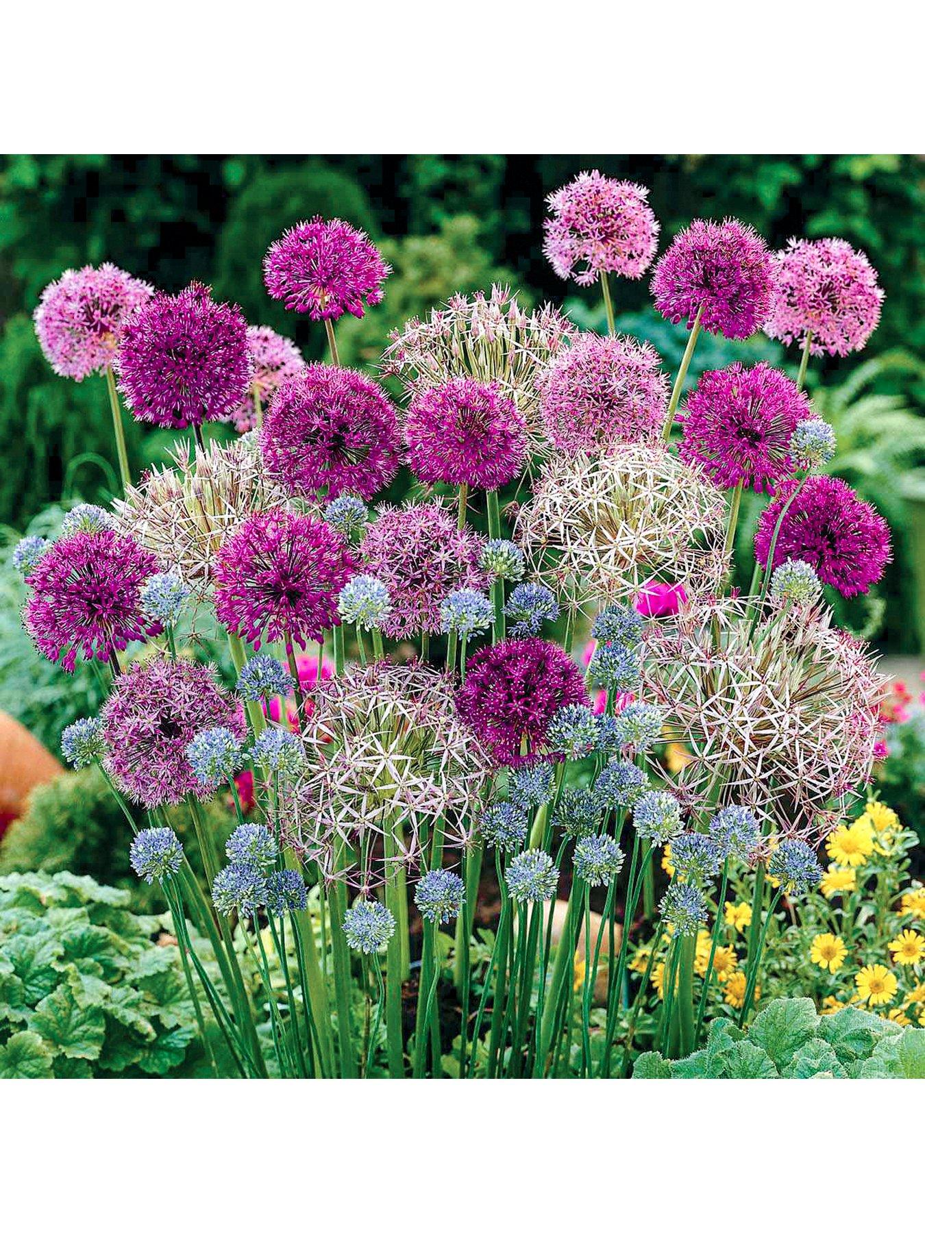 You Garden Allium Bulb Collection - 100 bulbs