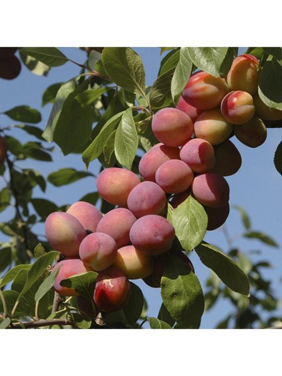 front image of plum-tree-victoria-5l-pot-1m-tall