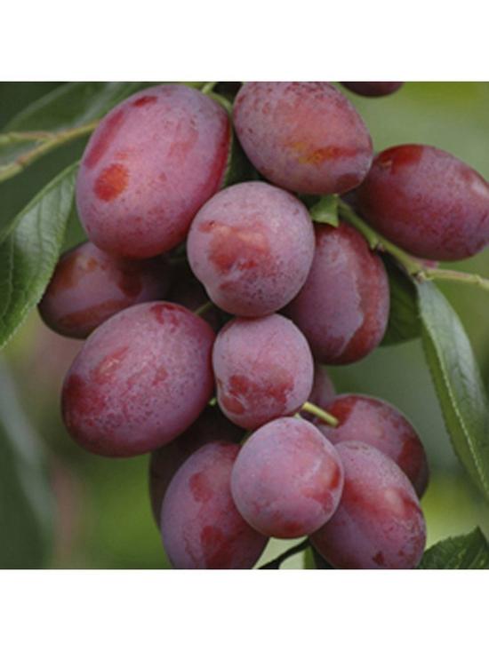 stillFront image of plum-tree-victoria-5l-pot-1m-tall
