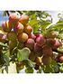  image of plum-tree-victoria-5l-pot-1m-tall