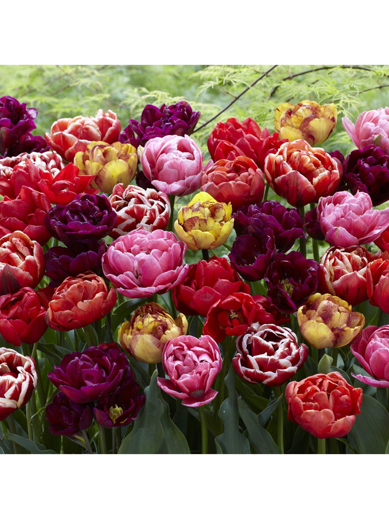You Garden Peony flowered tulip mix x 15 bulbs