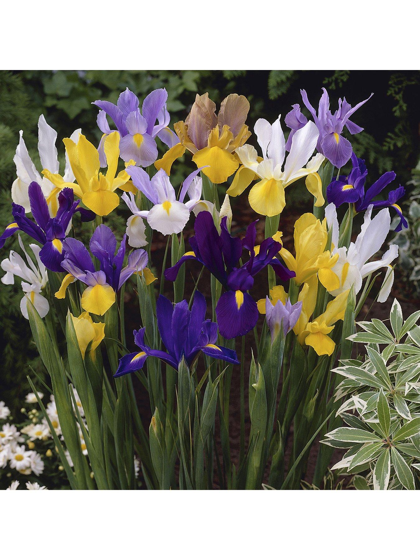 You Garden Dutch iris mixed x75 bulbs