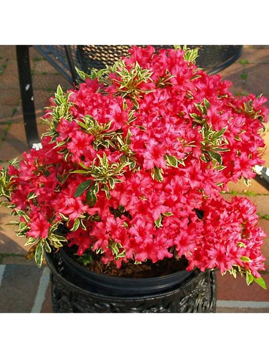 front image of rhododendron-bollywood-3l