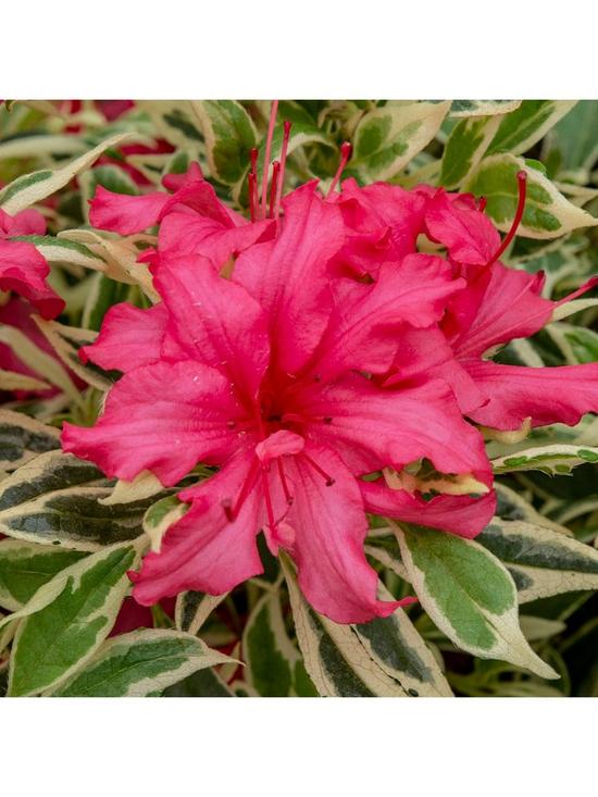 stillFront image of rhododendron-bollywood-3l
