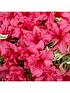 image of rhododendron-bollywood-3l