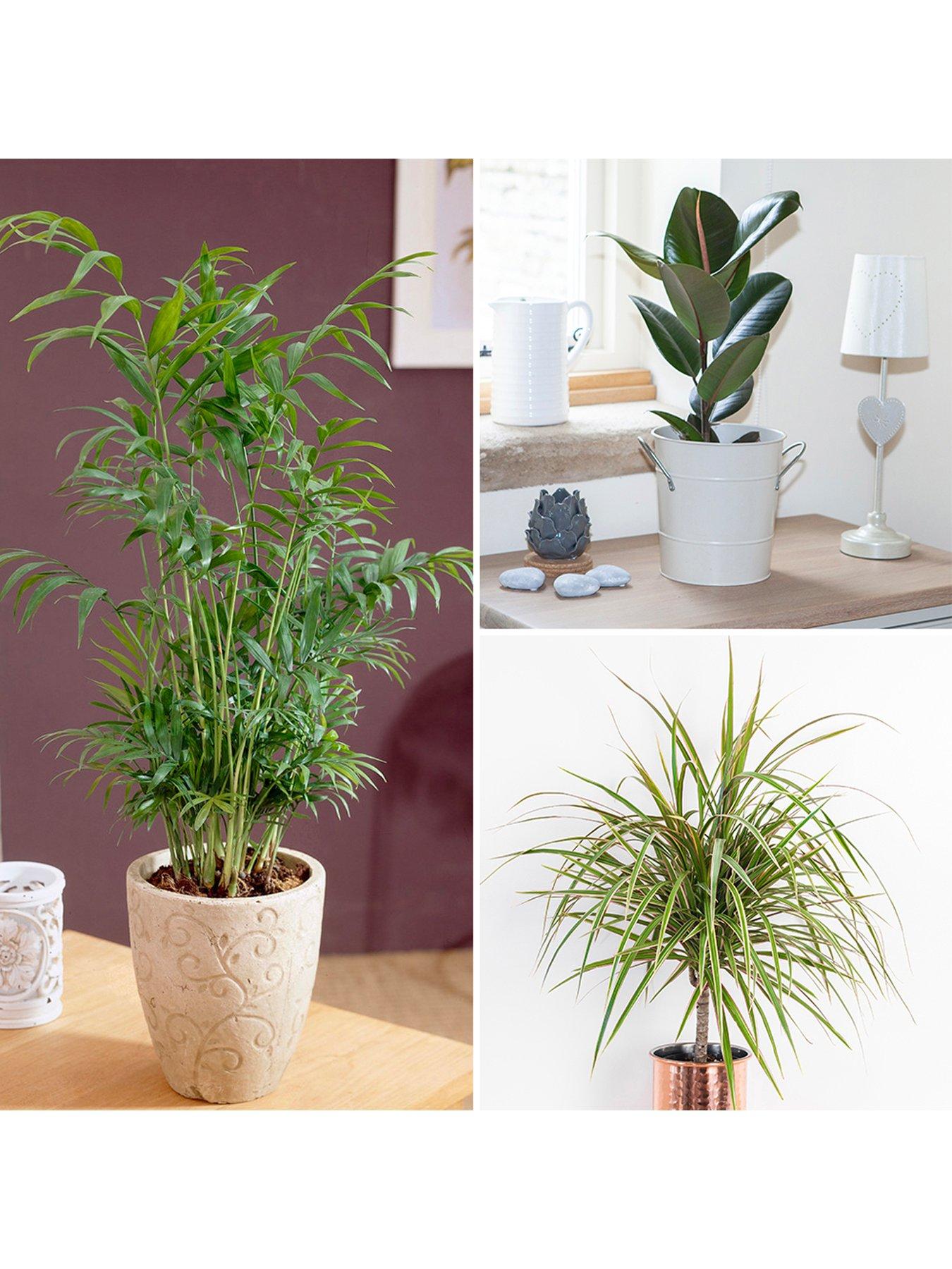undefined Foliage Houseplant Mix 3 x 12cm