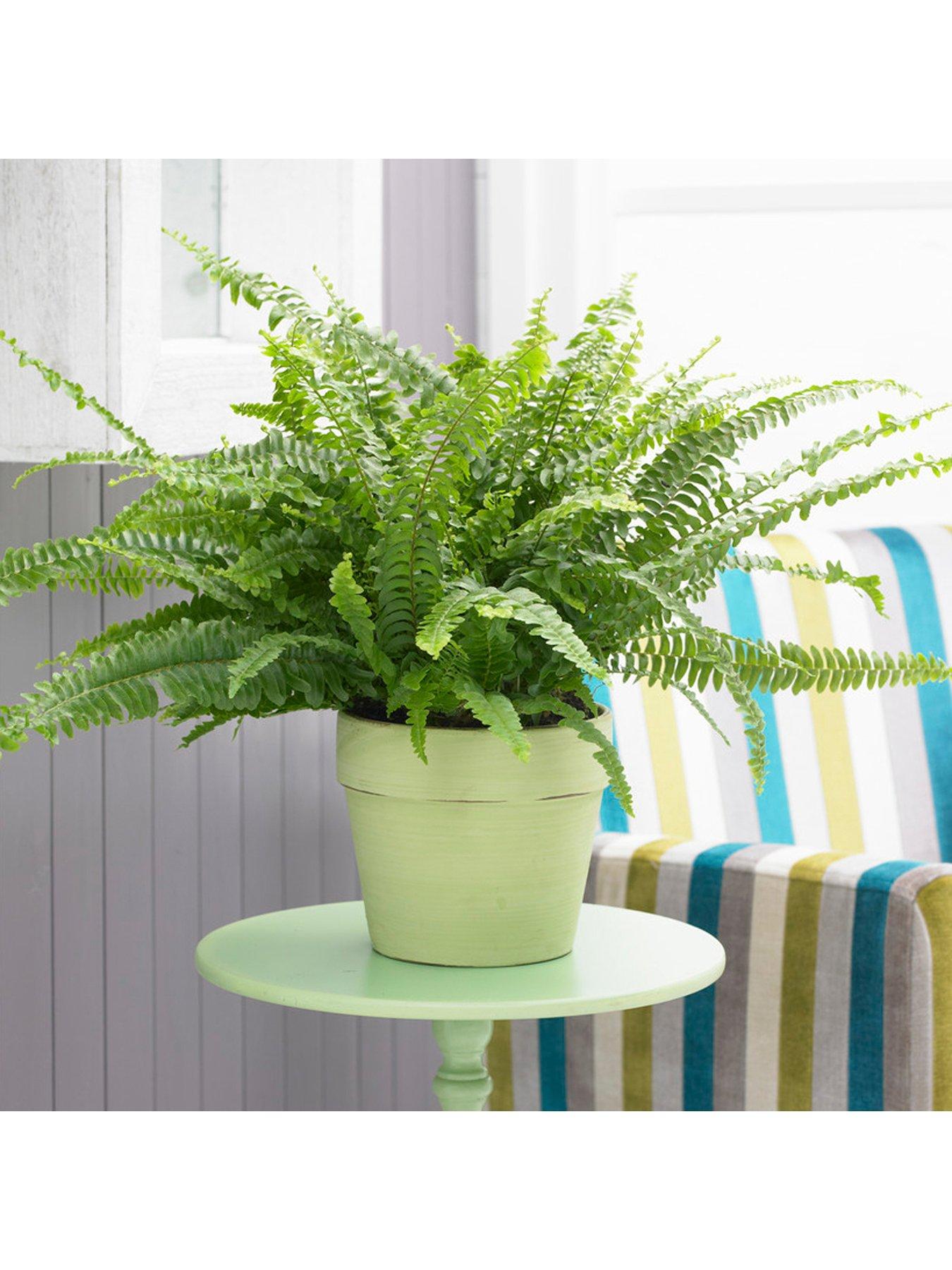 You Garden Nephrolepis excaltata Sonata 19cm Hanging Pot 50 - 60cm
