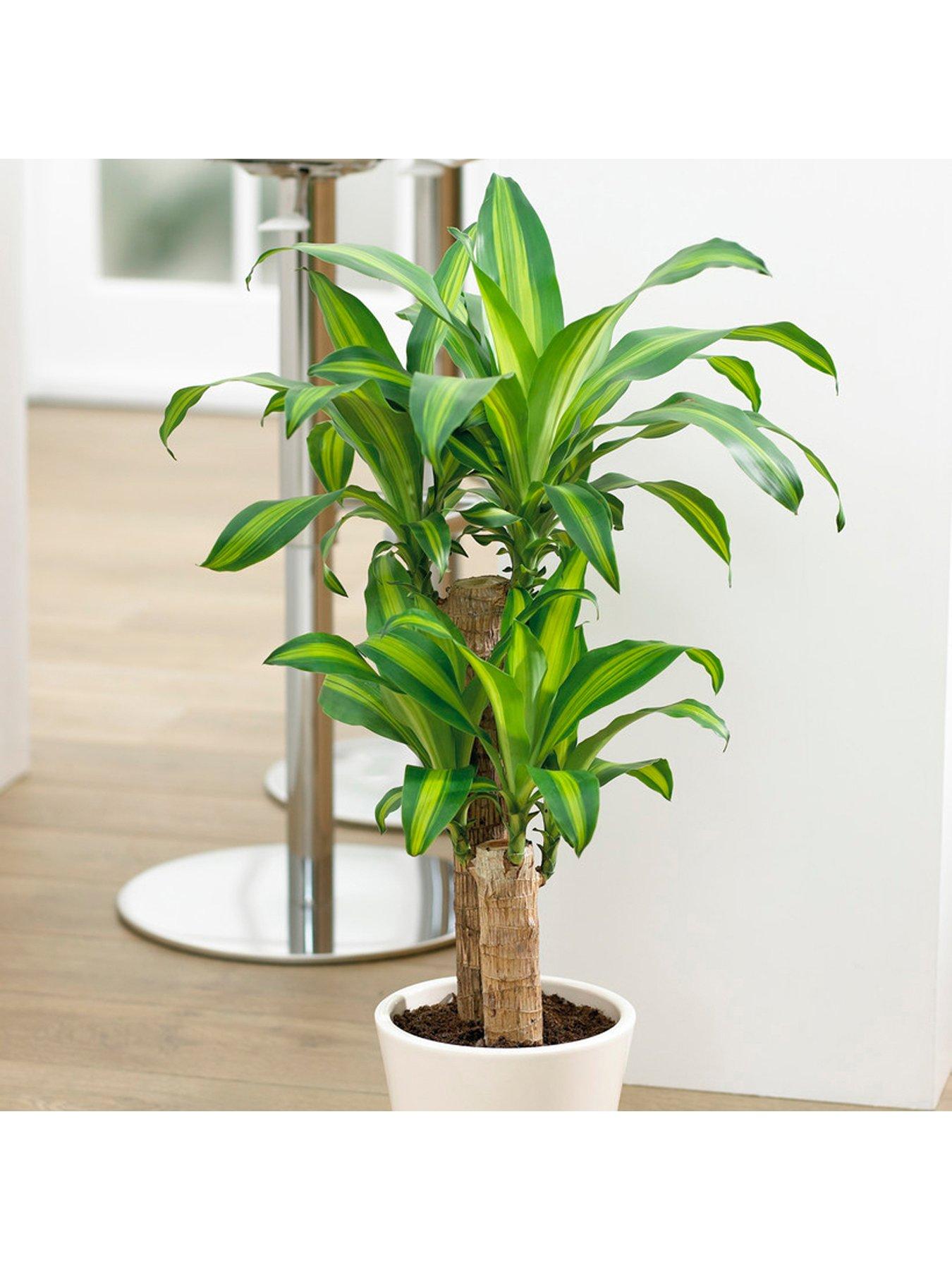 undefined Dracaena fragrans Yellow Coast 17cm 70 - 80cm
