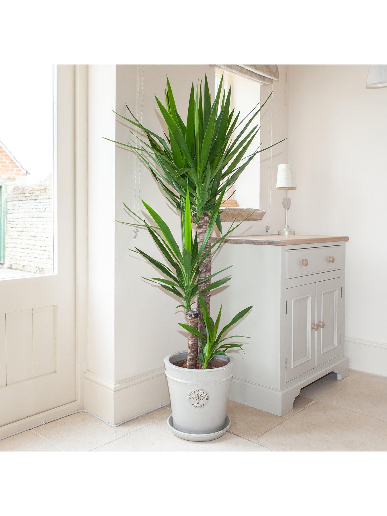 You Garden Yucca 3 Stem 90/45/20cm in 24cm Pot (1.3m Tall)