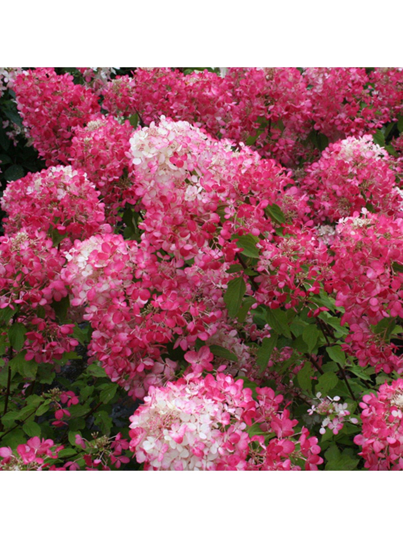 You Garden Hydrangea Paniculata Collection (3 x 9cm Pots)