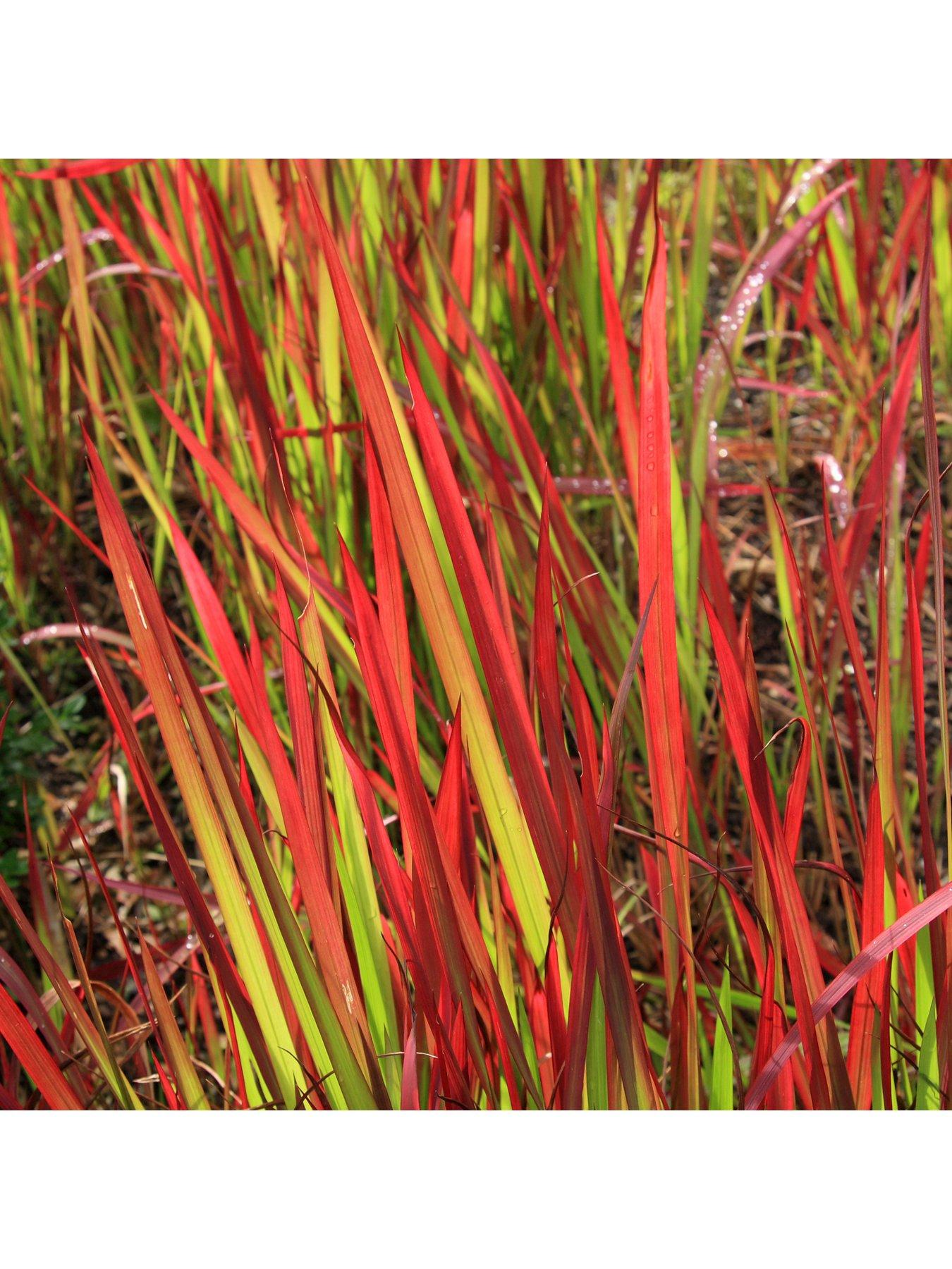 Image 2 of 5 of You Garden Imperata 'Red Baron' (Blood Grass) 9cm x 3