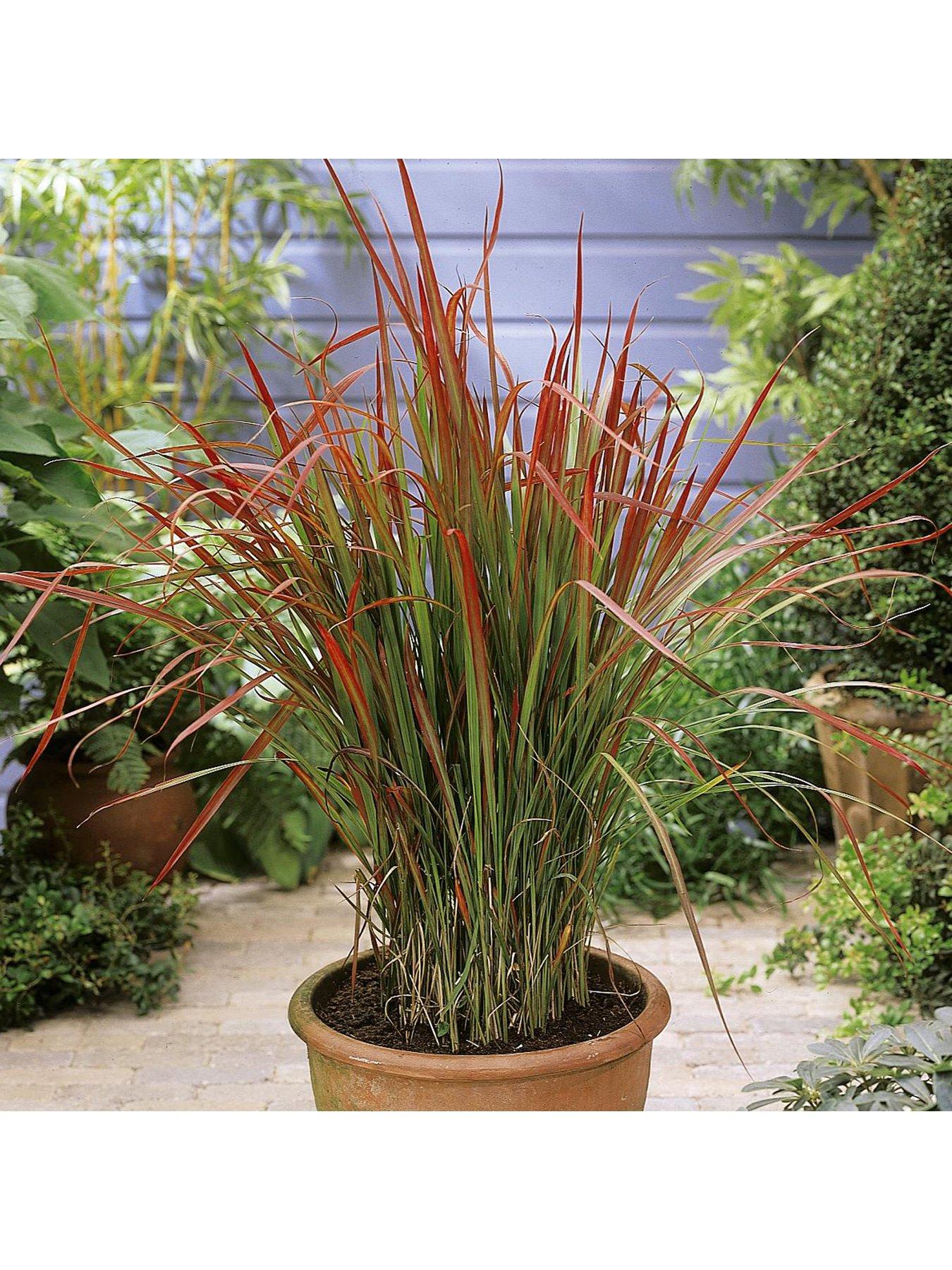 Image 3 of 5 of You Garden Imperata 'Red Baron' (Blood Grass) 9cm x 3