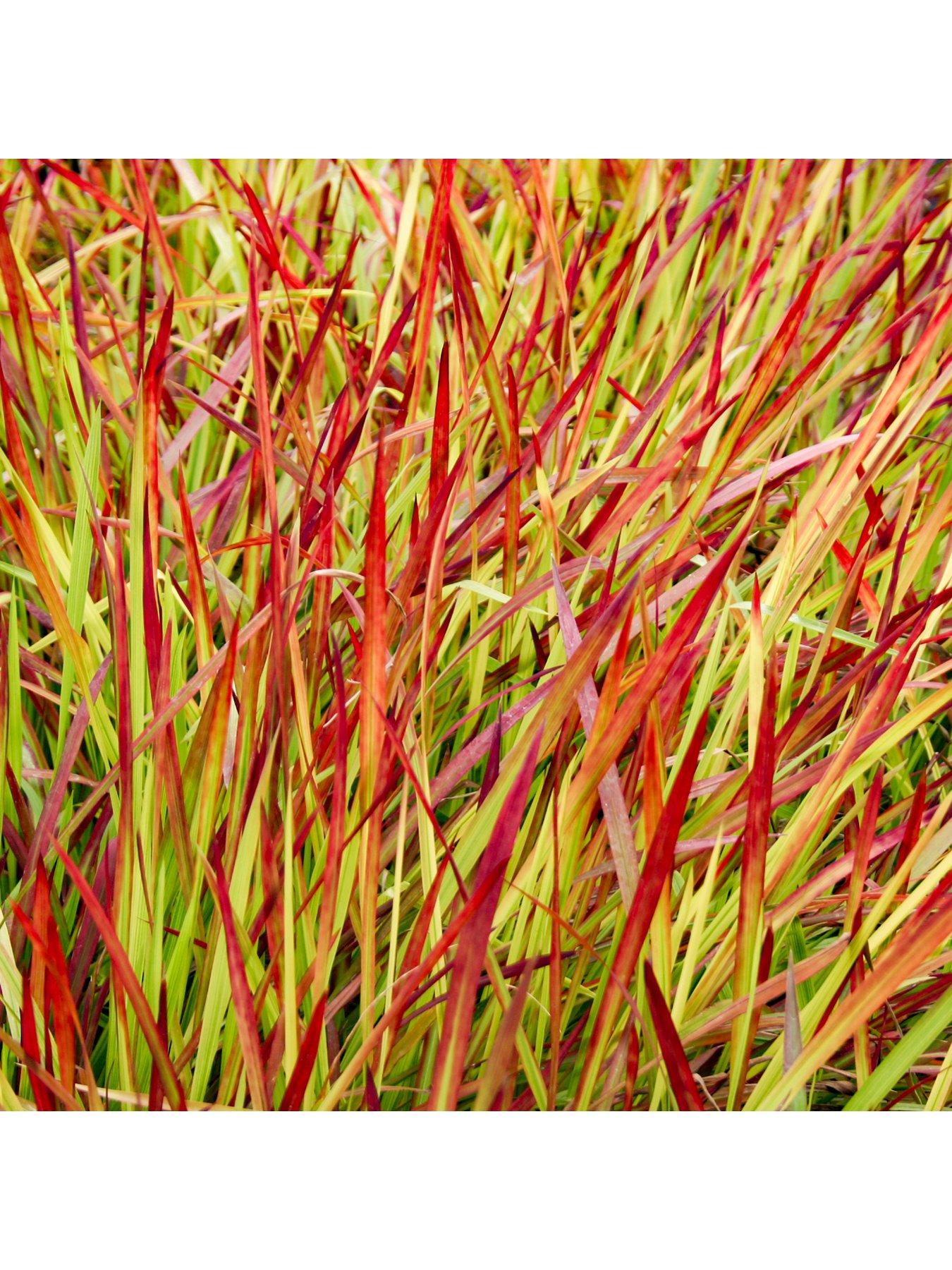 Image 4 of 5 of You Garden Imperata 'Red Baron' (Blood Grass) 9cm x 3
