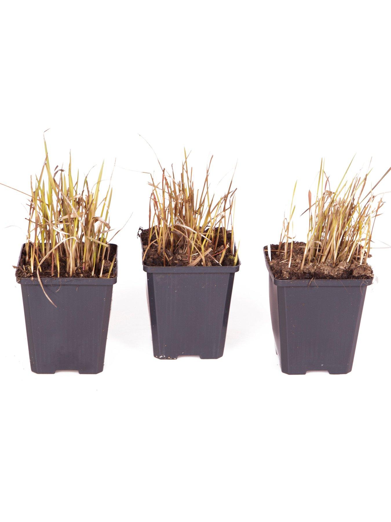 Image 5 of 5 of You Garden Imperata 'Red Baron' (Blood Grass) 9cm x 3