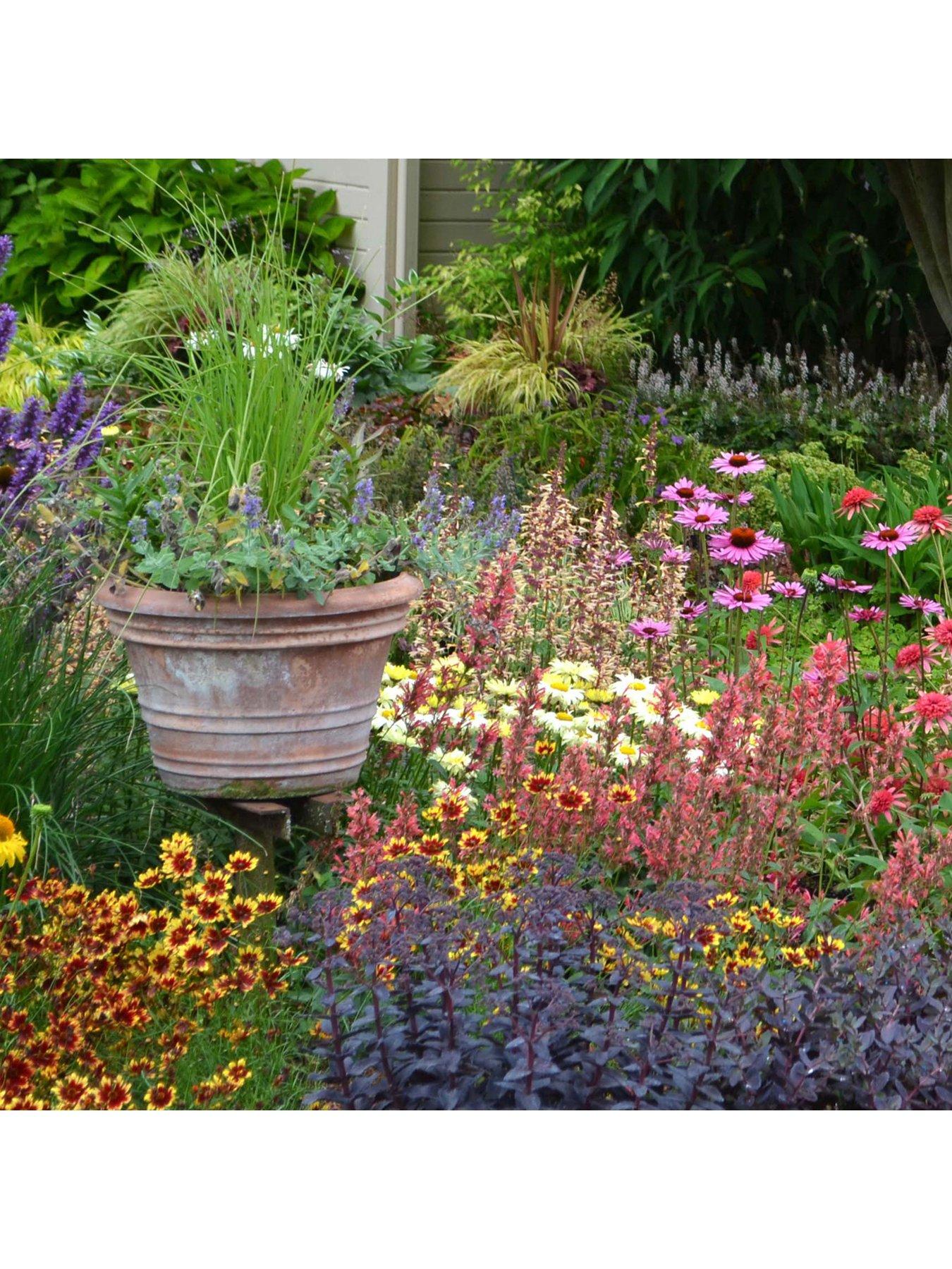 undefined Lucky Dip Perennial 12 Plant Collection