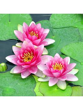 Very Water Lily Planting Kit ¿ Pink Picture