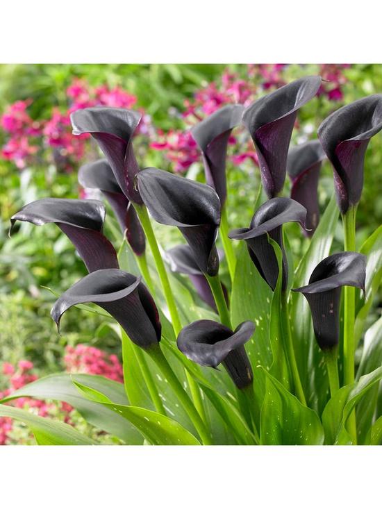 front image of black-flowered-calla-zantedeschia-cantor-x-3-corms