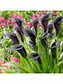  image of black-flowered-calla-zantedeschia-cantor-x-3-corms