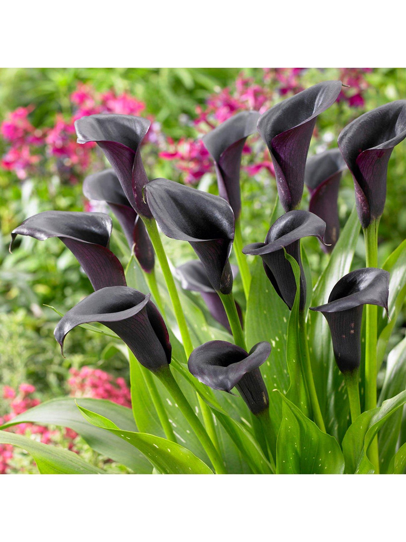 You Garden Black-Flowered Calla - Zantedeschia 'Cantor' x 3 Corms