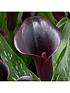  image of black-flowered-calla-zantedeschia-cantor-x-3-corms