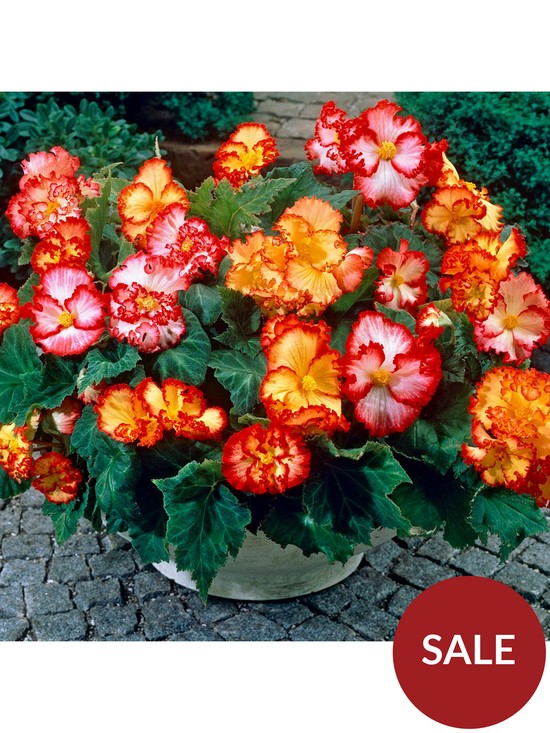 front image of begonia-marginata-tubers-x-10
