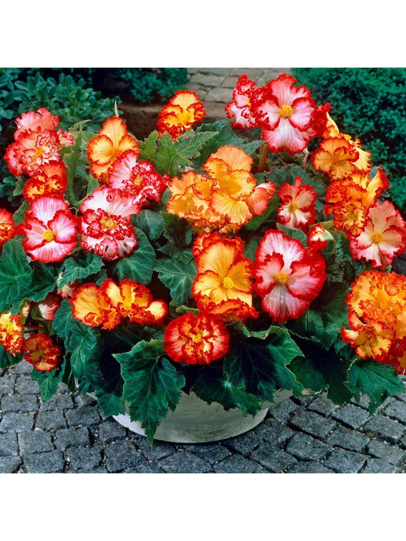 You Garden Begonia Marginata Tubers (x 10)