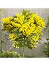 image of acacia-mimosa-standard-90cm-tall