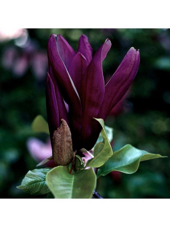 front image of black-flowered-magnolia-genie-p14