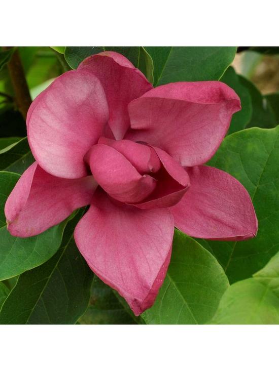 stillFront image of black-flowered-magnolia-genie-p14