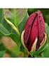  image of black-flowered-magnolia-genie-p14