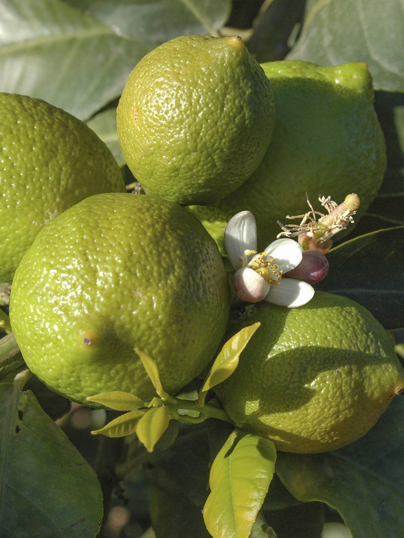 undefined Large Lime Tree