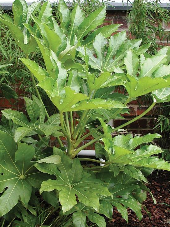 front image of fatsia-japonica-60cm-potted