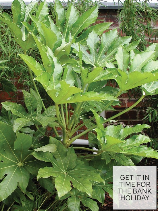 front image of fatsia-japonica-60cm-potted