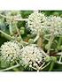 image of fatsia-japonica-60cm-potted
