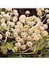  image of fatsia-japonica-60cm-potted