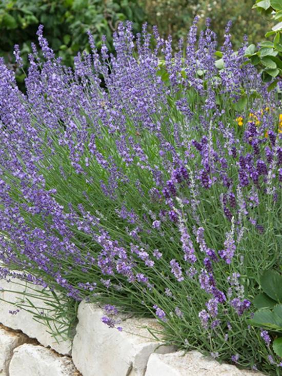 stillFront image of lavender-munstead-pack-of-24
