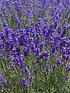  image of lavender-munstead-pack-of-24
