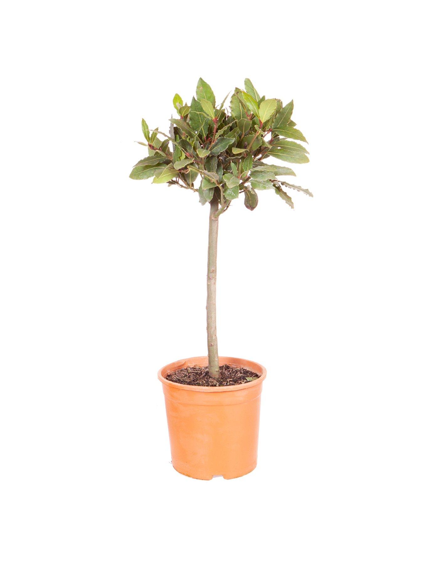 front image of you-garden-bay-tree-standard-70-80cm-tall