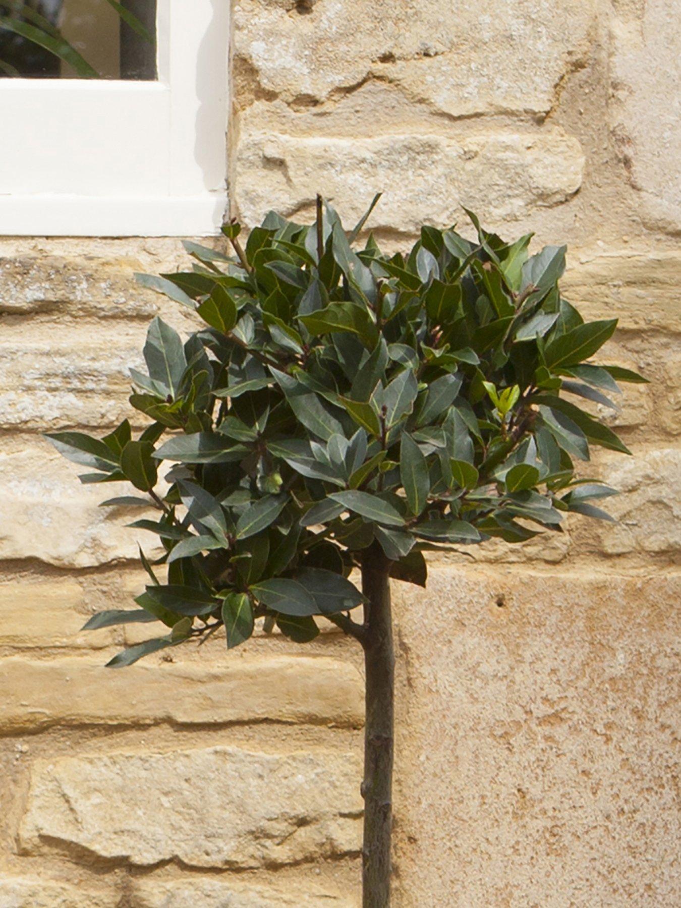  image of you-garden-bay-tree-standard-70-80cm-tall
