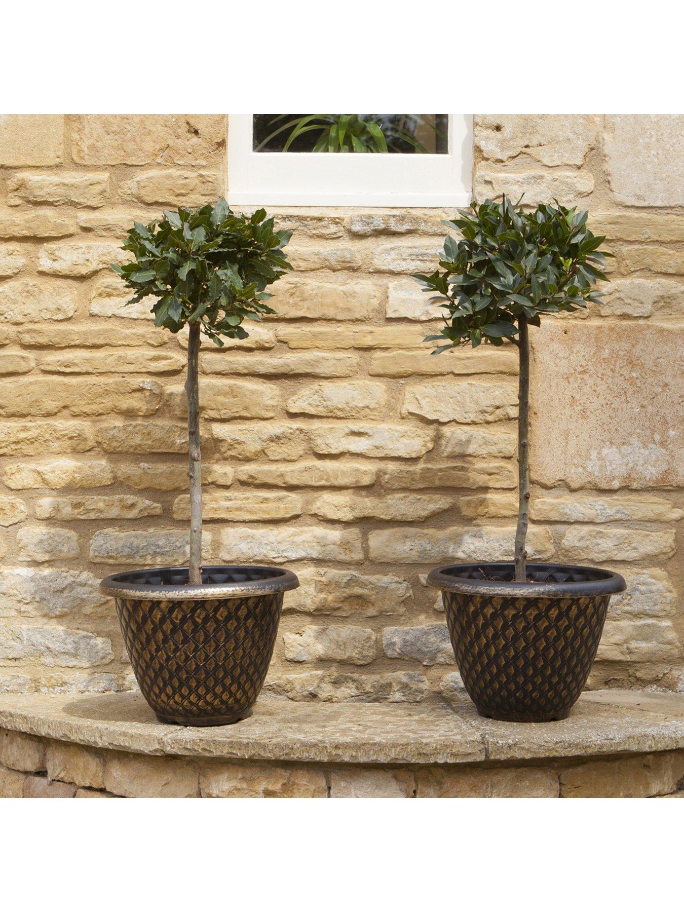  image of you-garden-bay-tree-standard-70-80cm-tall