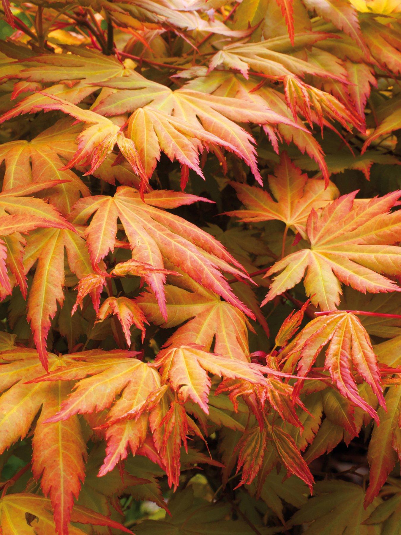 undefined Acer Palmatum Orange Dream 3l