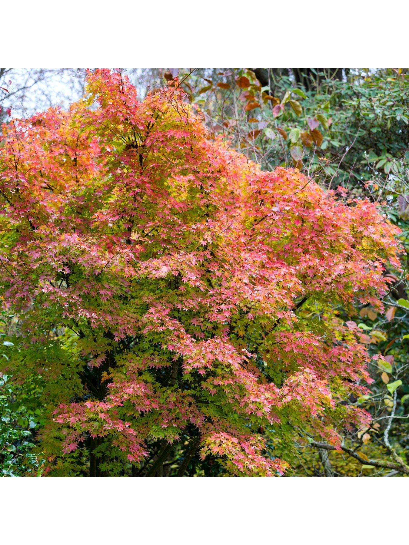 image of you-garden-acer-palmatum-orange-dream-3l