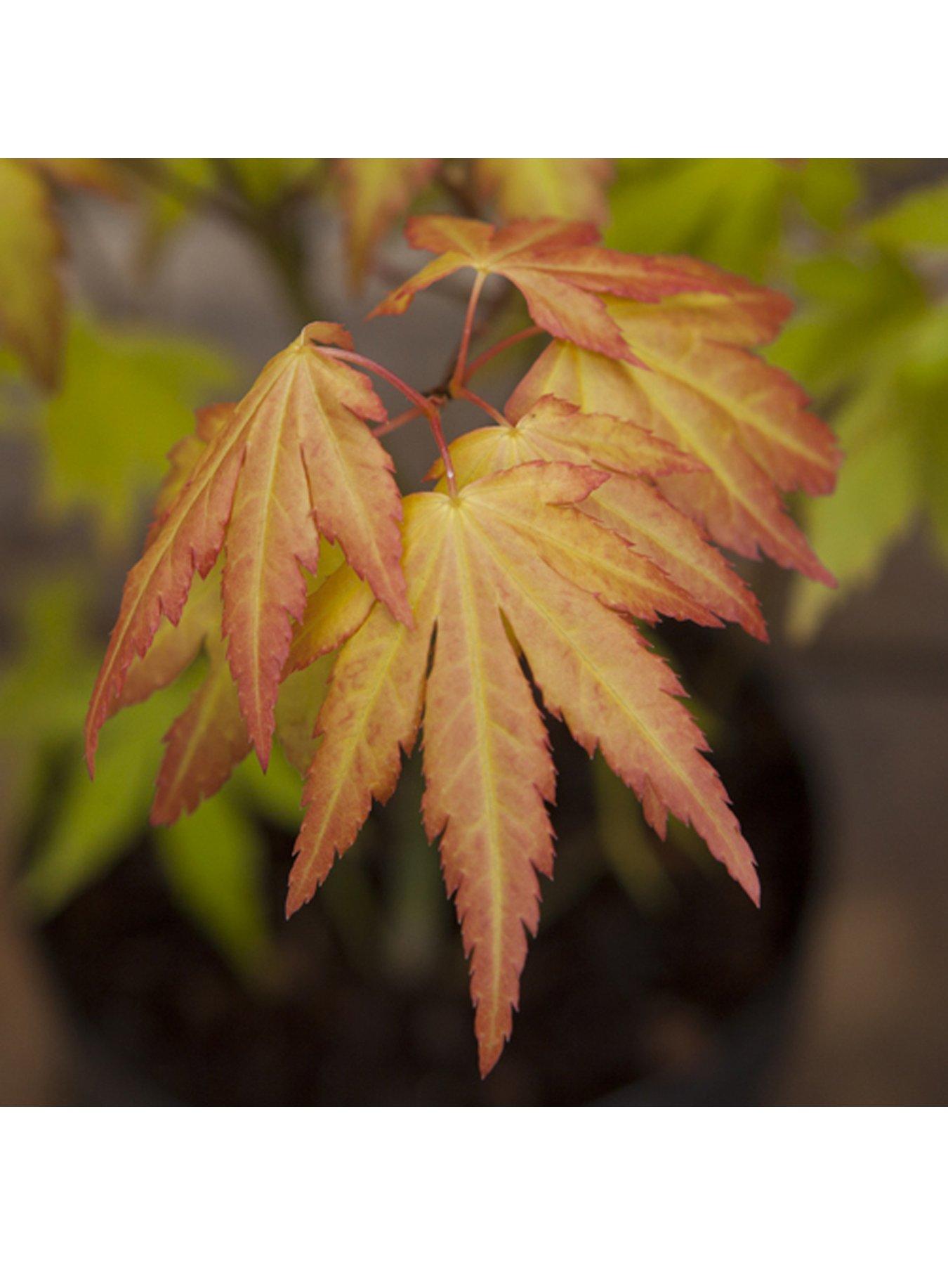  image of you-garden-acer-palmatum-orange-dream-3l
