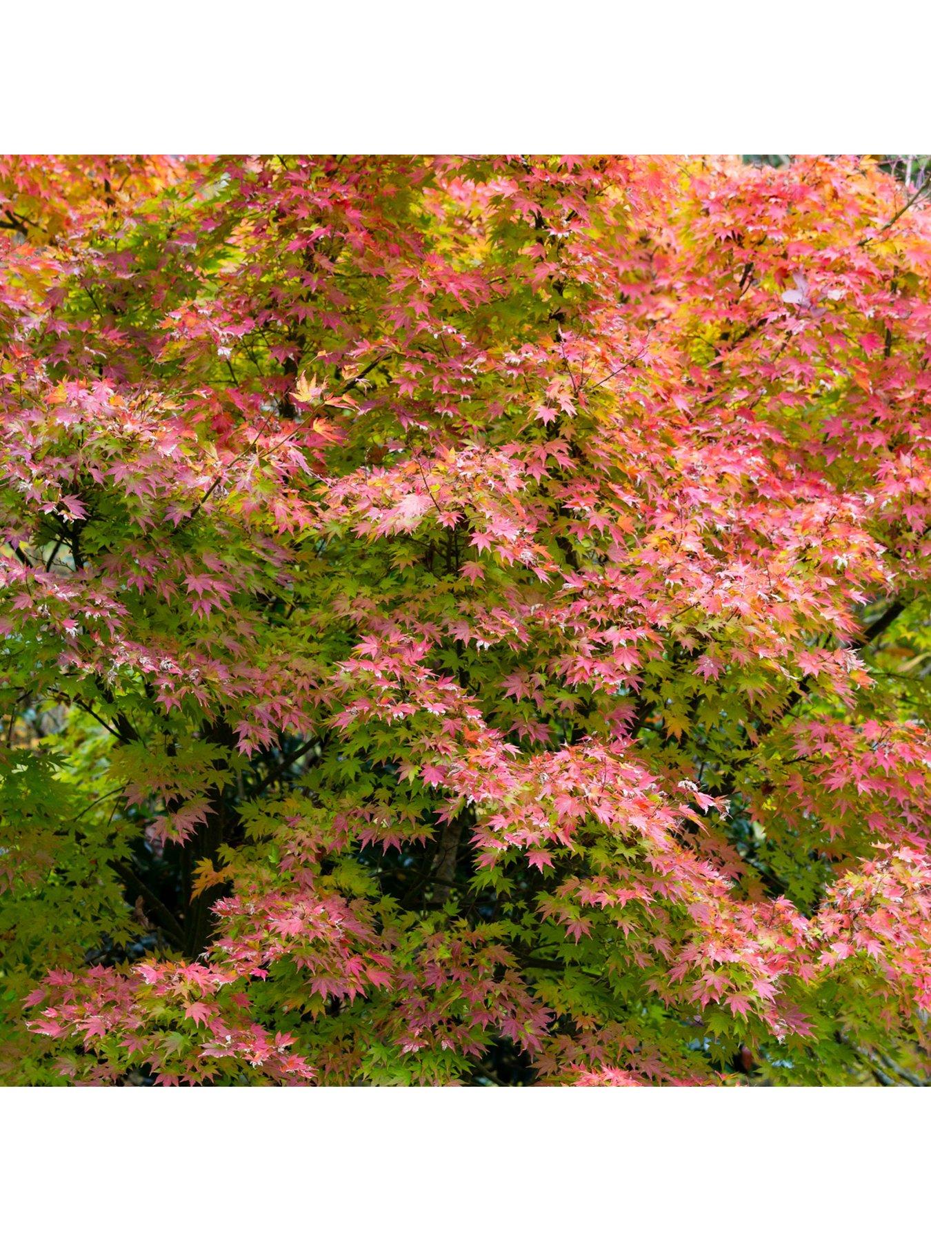  image of you-garden-acer-palmatum-orange-dream-3l