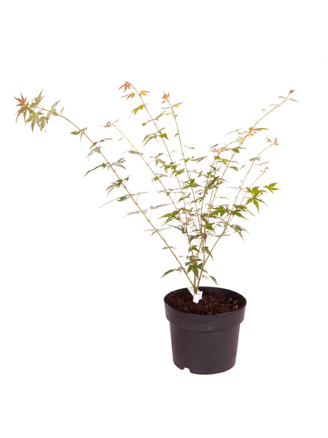  image of you-garden-acer-palmatum-orange-dream-3l