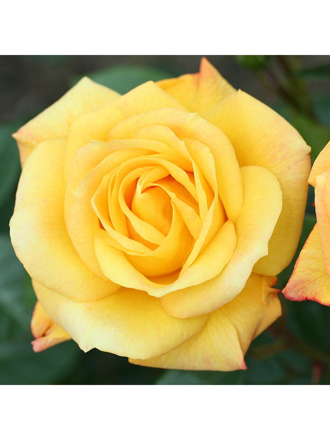 you-garden-climbing-rose-climbing-arthur-bell-4l