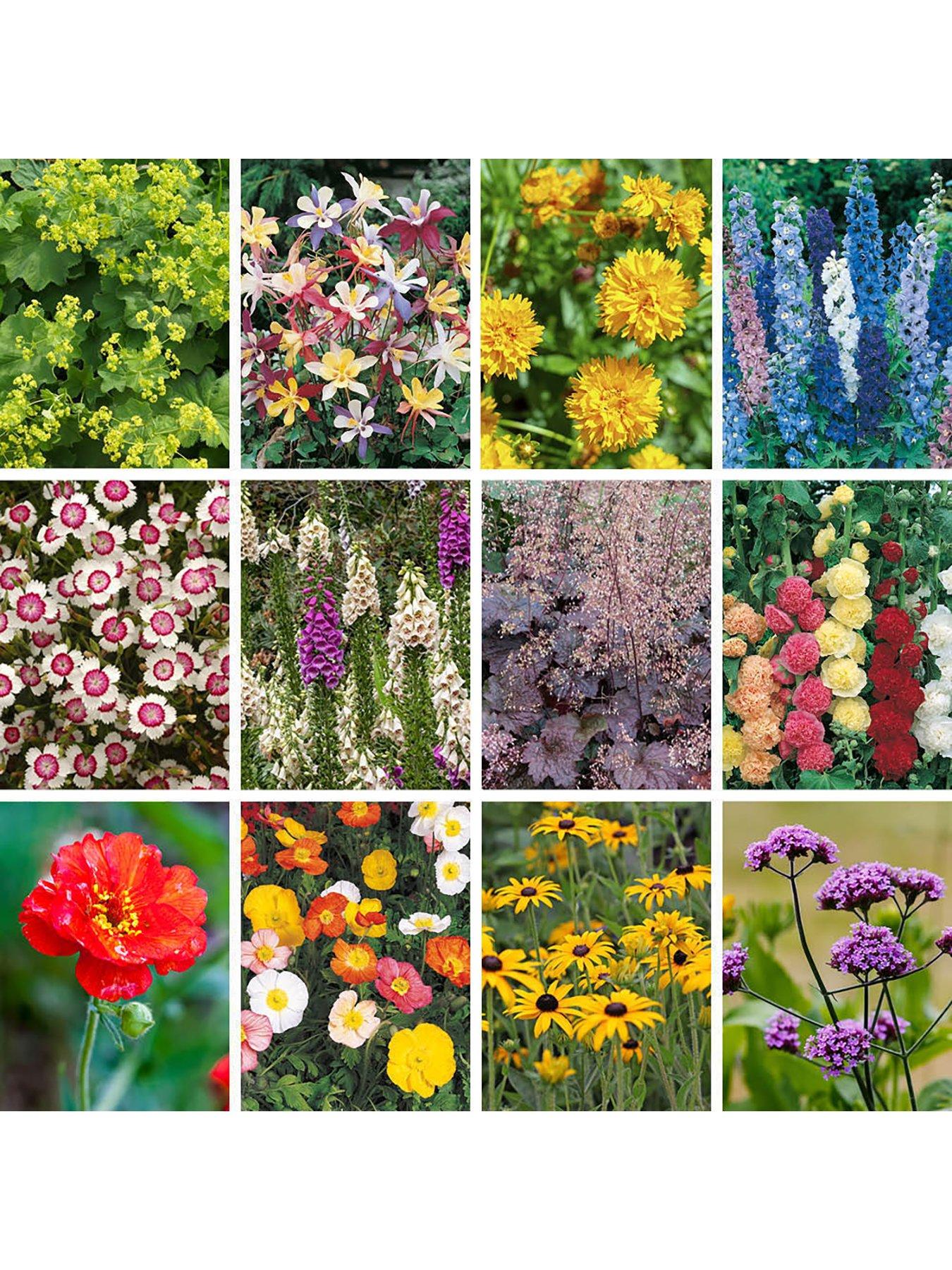You Garden Cottage Garden perennials plug x 12
