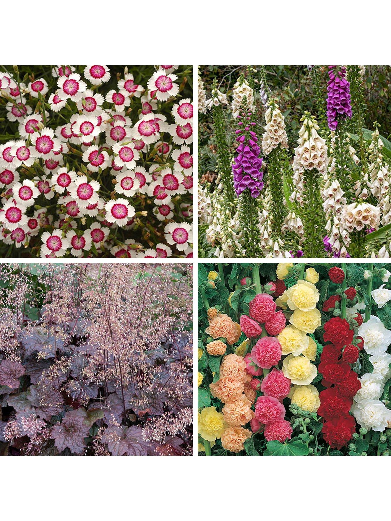 You Garden Cottage Garden perennials plug x 12 | Littlewoods