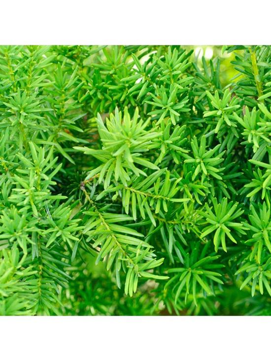 front image of yew-hedging-plants-9cm-pot