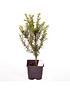  image of yew-hedging-plants-9cm-pot